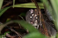 DPPhotography - Costa rica - Gray four-eyed opossum - A