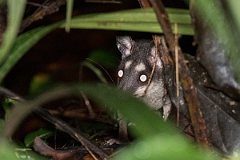 DPPhotography - Costa rica - Gray four-eyed opossum - B