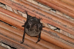DPPhotography - Costa rica - Greater sac-winged bat - A