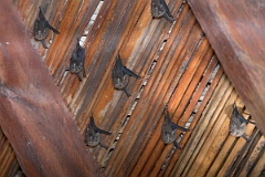 DPPhotography - Costa rica - Lesser sac-winged bat - A