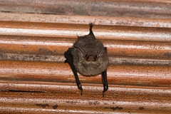 DPPhotography - Costa rica - Lesser sac-winged bat - B