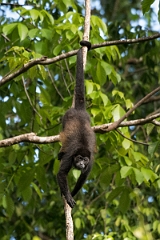 DPPhotography - Costa rica - Mantled howler monkey - B