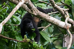 DPPhotography - Costa rica - Mantled howler monkey - C
