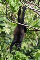 DPPhotography - Costa rica - Mantled howler monkey - D