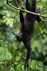 DPPhotography - Costa rica - Mantled howler monkey - F