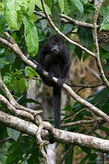 DPPhotography - Costa rica - Mantled howler monkey - G