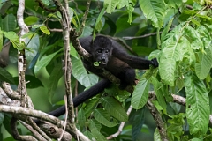 DPPhotography - Costa rica - Mantled howler monkey - H