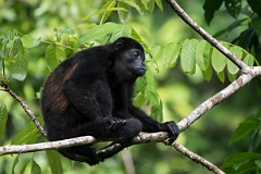 DPPhotography - Costa rica - Mantled howler monkey - I