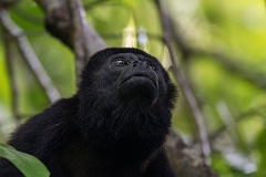 DPPhotography - Costa rica - Mantled howler monkey - J