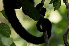 DPPhotography - Costa rica - Mantled howler monkey - K