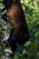DPPhotography - Costa rica - Mantled howler monkey - L