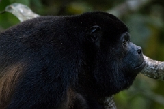 DPPhotography - Costa rica - Mantled howler monkey - M