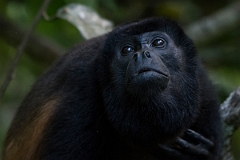 DPPhotography - Costa rica - Mantled howler monkey - N