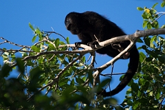 DPPhotography - Costa rica - Mantled howler monkey - O