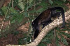 DPPhotography - Costa rica - Mantled howler monkey - R