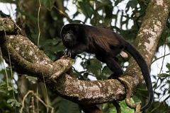 DPPhotography - Costa rica - Mantled howler monkey - S