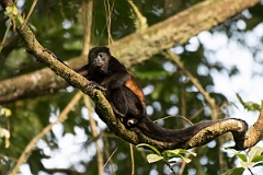 DPPhotography - Costa rica - Mantled howler monkey - V