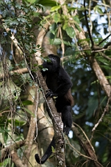 DPPhotography - Costa rica - Mantled howler monkey - W