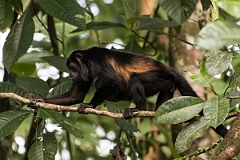 DPPhotography - Costa rica - Mantled howler monkey - X