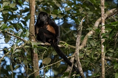DPPhotography - Costa rica - Mantled howler monkey - Y