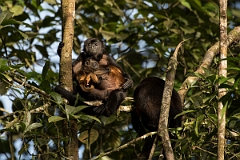 DPPhotography - Costa rica - Mantled howler monkey - Z