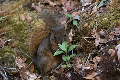 DPPhotography - Costa rica - Red-tailed squirrel - A