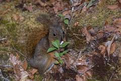 DPPhotography - Costa rica - Red-tailed squirrel - C