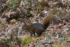 DPPhotography - Costa rica - Red-tailed squirrel - D
