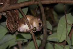 DPPhotography - Costa rica - Sumichrast's vesper rat - A