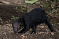 DPPhotography - Costa rica - Tayra - A