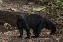 DPPhotography - Costa rica - Tayra - B