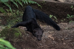 DPPhotography - Costa rica - Tayra - C