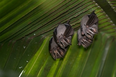 DPPhotography - Costa rica - Tent-making bat - A
