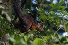 DPPhotography - Costa rica - Variegated squirrel - A