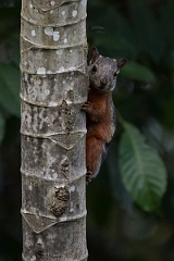 DPPhotography - Costa rica - Variegated squirrel - B