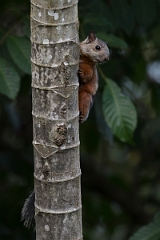 DPPhotography - Costa rica - Variegated squirrel - C