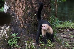 DPPhotography - Costa rica - White-headed capuchin - B