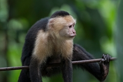 DPPhotography - Costa rica - White-headed capuchin - C