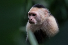 DPPhotography - Costa rica - White-headed capuchin - D