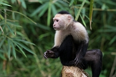 DPPhotography - Costa rica - White-headed capuchin - F