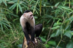 DPPhotography - Costa rica - White-headed capuchin - G