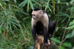 DPPhotography - Costa rica - White-headed capuchin - H