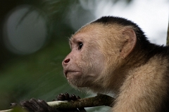 DPPhotography - Costa rica - White-headed capuchin - I