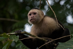 DPPhotography - Costa rica - White-headed capuchin - K