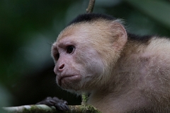 DPPhotography - Costa rica - White-headed capuchin - M