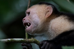 DPPhotography - Costa rica - White-headed capuchin - N