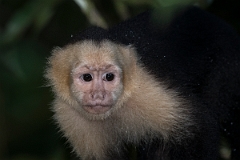 DPPhotography - Costa rica - White-headed capuchin - O