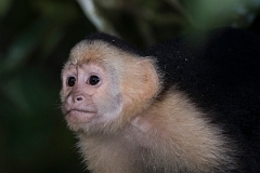 DPPhotography - Costa rica - White-headed capuchin - P