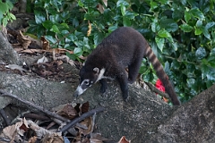 DPPhotography - Costa rica - White-nosed coati - A
