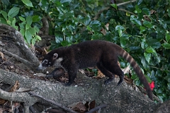 DPPhotography - Costa rica - White-nosed coati - B